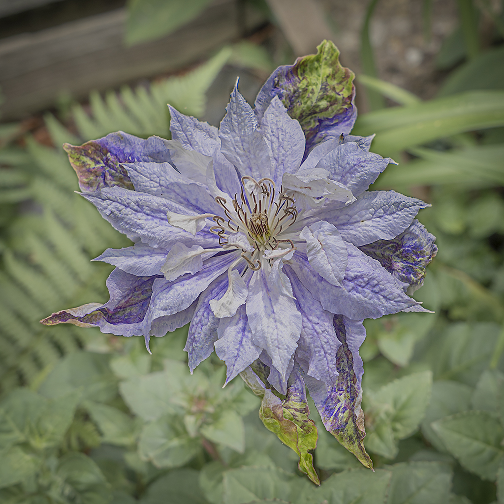 Blue Clematus